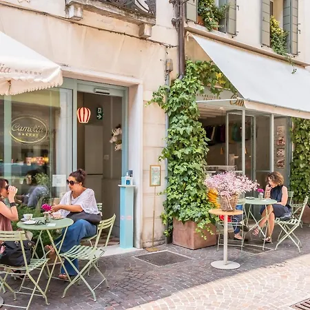 Camelia * טרוויסו